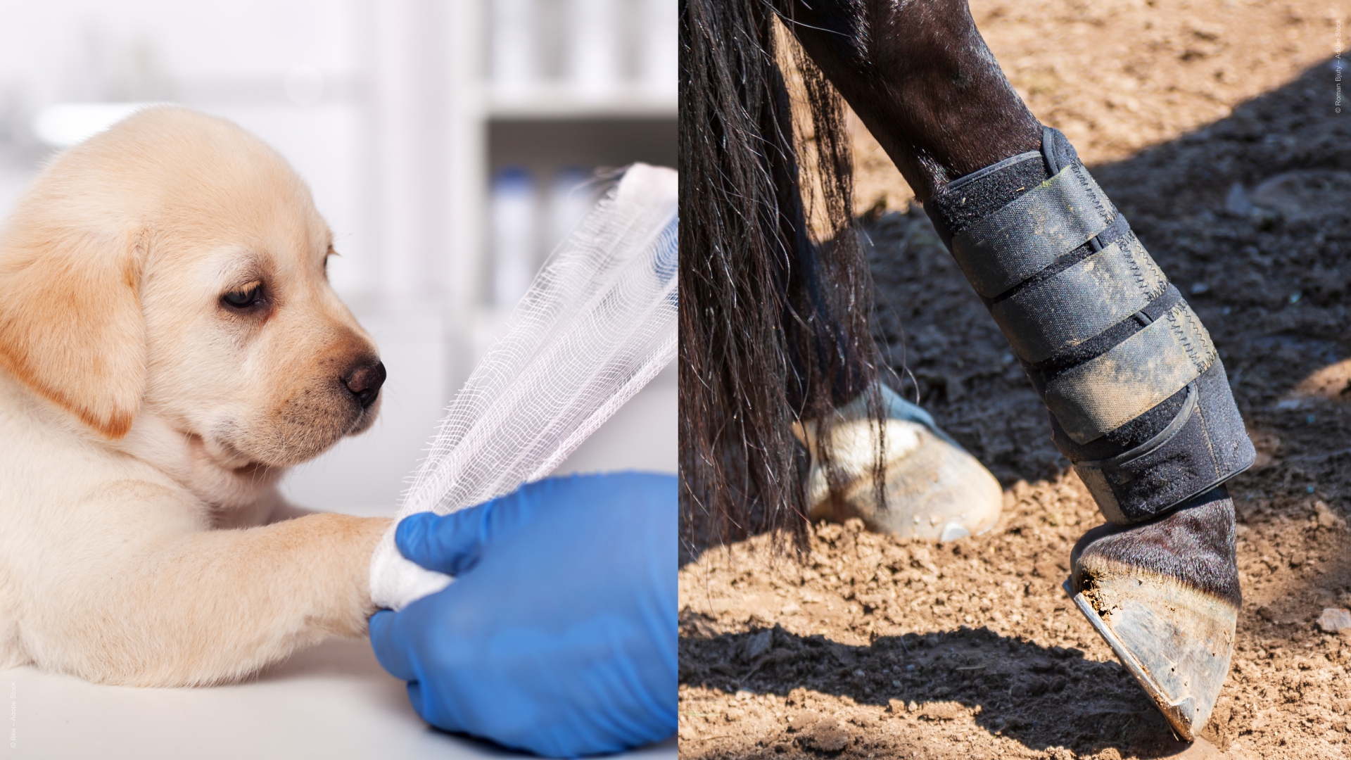 Bannerbild Nummer - 15